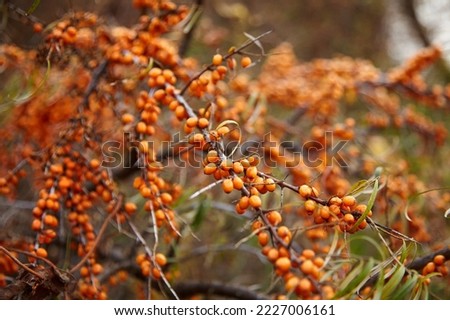Sea buckthorn berries. Hippophae, fresh ripe orange color berries with leaves on blurred background. Autumn berries of sea buckthorn on shrub