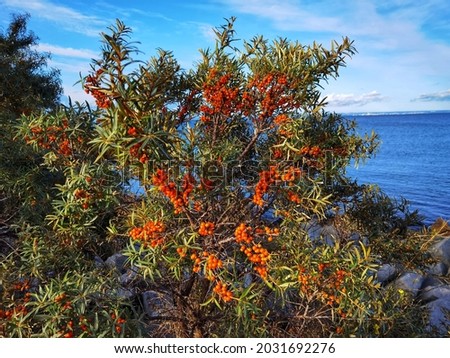 Sea buckthorn with berries. Hippophae rhamnoides.