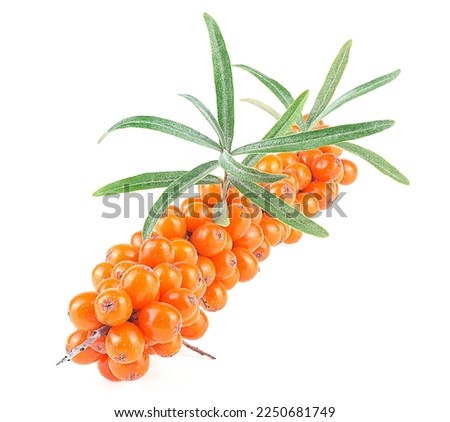 Sea buckthorn branch with berries and leaves, isolated on a white background. Hippophae rhamnoides.