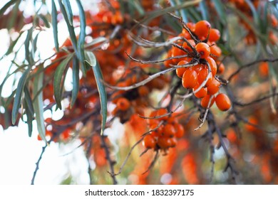 秋 食べ物 果物 イラスト の写真素材 画像 写真 Shutterstock