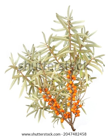 Sea buckthorn branch with ripe orange berries isolated on white background. Fruits and leaves of Hippophae shrub in autumn.