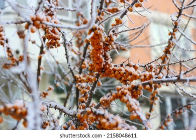 Sea buckthorn branches with bright orange berries covered with snow , close-up