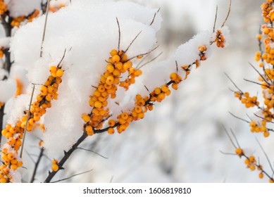 Sea buckthorn branches under the snow on a background of winter forest. Organic berry with great benefits, used in medicine, vegetarianism.