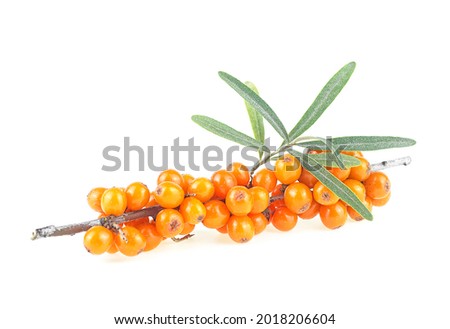 Sea buckthorn. Fresh ripe berries with green leaves isolated on a white background. Hippophae rhamnoides.