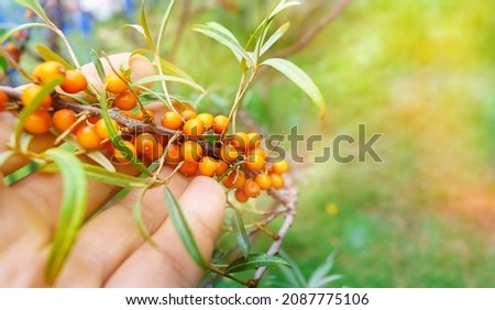 Sea buckthorn growing on a tree close-up Hippophae rhamnoides. Medical plant. Copy space