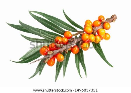 Sea buckthorn (Hippophae rhamnoides), branch with berries and leaves, isolated
