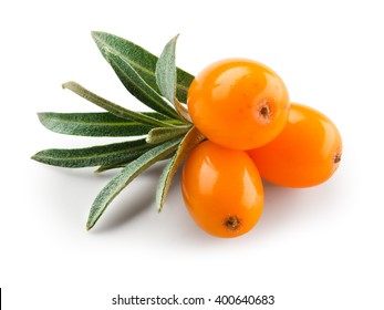 Sea Buckthorn Berry Images Stock Photos Vectors Shutterstock