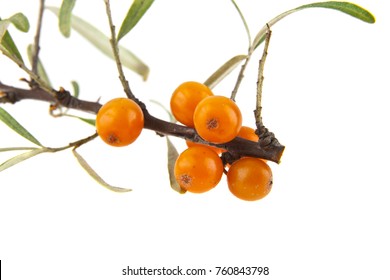 Sea Buckthorn Isolated On White Background