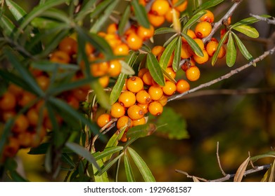 Sea Buckthorn, Shallow Depth Of Field Blurred. The Use Of Juices, Compotes, Wines, Sea Buckthorn Oil. This Oil Is Used In Medicine And Cosmetology, It Is Part Of Lotions, Ointments, Medicines.