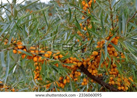 sea buckthorn tree with orange berries on it isolated close up 