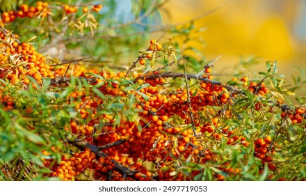 Sea buckthorn is used to treat heart disease, skin conditions, edema (inflammation), and other conditions. In food products, sea buckthorn berries are used to make jellies, juices, purees and sauces