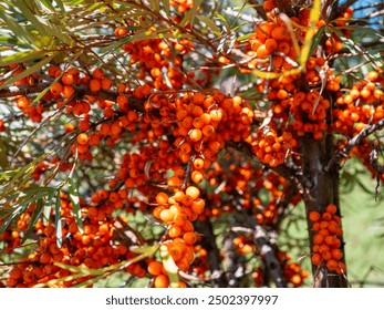 Sea buckthorns are deciduous, dioecious, thorny shrubs or trees. Orange sea buckthorn fruits have a high vitamin C content.