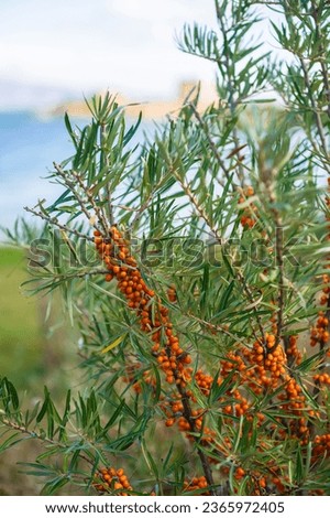 Sea bucktorn fruits on the branches with green leaves in autumn near the lake Sevan coast.