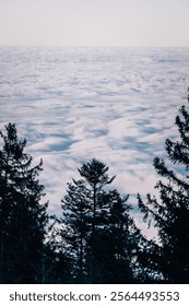 A sea of clouds below the mountain with trees in the foreground
