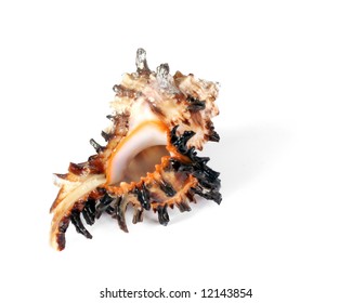 Sea cockleshell laying on a white background - Shutterstock ID 12143854