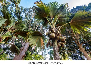 Sea Coconut Images Stock Photos Vectors Shutterstock