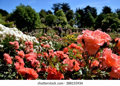 A Sea Of Colourful Roses In Queens Park, Invercargill During Spring.