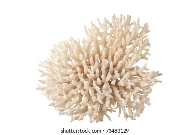 Sea Coral  Isolated On White Background