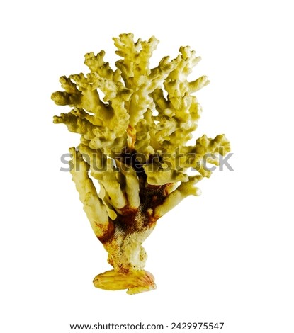 Sea coral souvenir. Isolated on a white background.