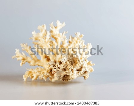 Sea coral souvenir. Isolated on a white background.