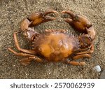 Sea crab on sand, brown crab crustacean image, closeup picture, sea animal, marine life