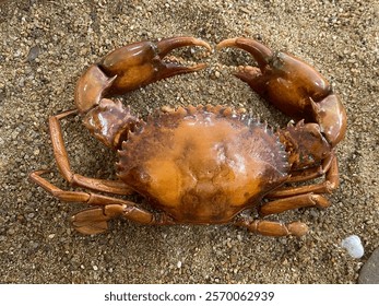 Sea crab on sand, brown crab crustacean image, closeup picture, sea animal, marine life