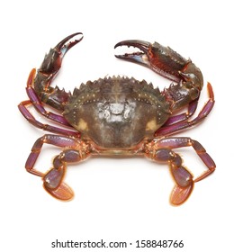 sea crab on white background 