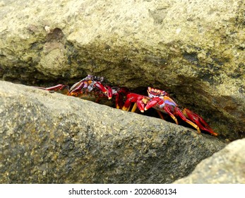 Sea crab sitting on a wet rock near the sea 