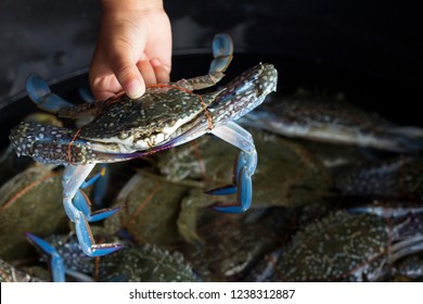 Sea crab was tied with rope in the boy hand, Thailand