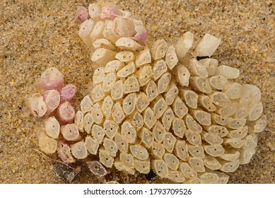 Sea creature egg shells on the beach