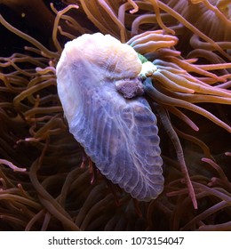 Sea Creature: Mystic Aquarium, CT