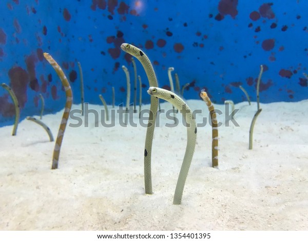 Sea Creatures Okinawa Japan Stock Photo Edit Now