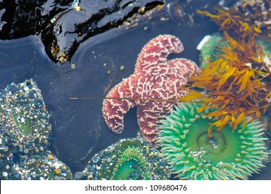 Sea Creatures on the coast of Vancouver Island BC Canada