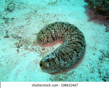 Sea Cucumber