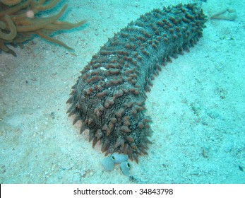 Sea Cucumber