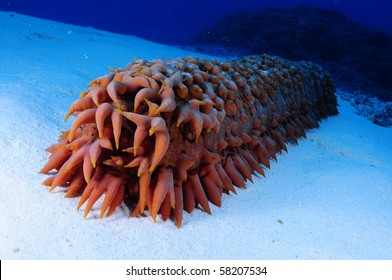 Sea Cucumber