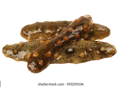 Sea Cucumber