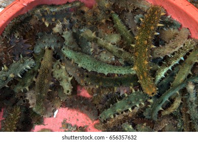 Sea Cucumber