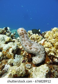 Sea Cucumber