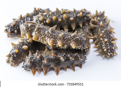 Sea Cucumber