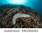A sea cucumber, Bohadschia sp., crawls on coral near the island of Ambon, Indonesia. This  tropical area harbors extraordinary marine biodiversity.