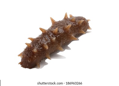 Sea Cucumber As A Delicious Sea Food In Asian Countries Isolated On White