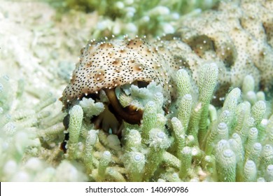 Sea Cucumber Is Eating Coral