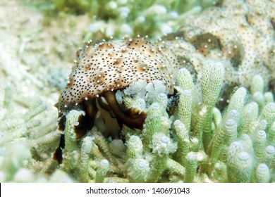 Sea Cucumber Is Eating Coral