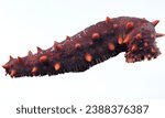 Sea Cucumber: Echinoderms with leathery skin and elongated bodies.