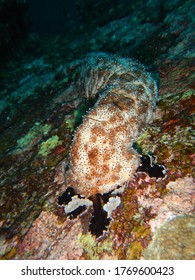 Sea Cucumber Feeding On Plankton, Algae And Decaying Matter, Using Tentacles Surrounding Their Mouth.