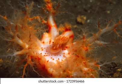 Sea Cucumber Feeds By Inserting Its Tentacles Into Its Central Mouth