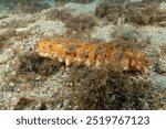 Sea cucumber, Holothuria arguinensis (Roweothuria arguinensis) Granada, Spain