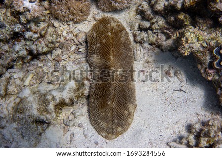 Sea Cucumber (Holothuroidea) Laying In The Ocean Floor. Marine Echinoderm Animal, Sandy Ocean Bed, Red Sea, Egypt.