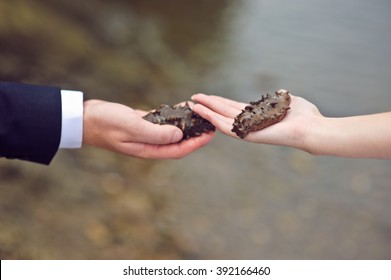 Sea Cucumber On Palm